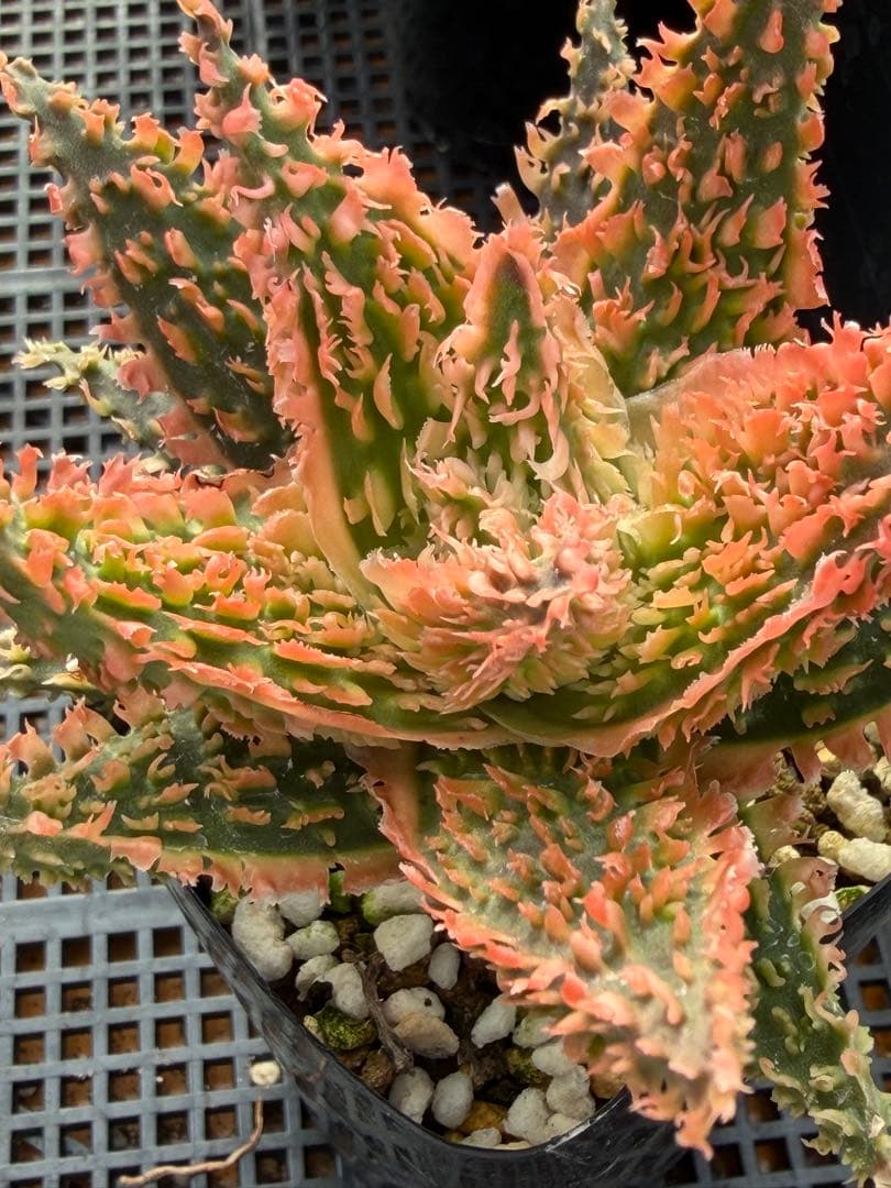 アロエ　ハイブリッド　Aloe hybrid 第四種　Newyear-1