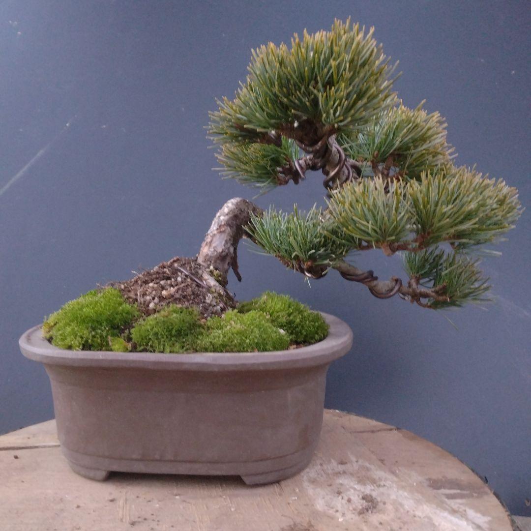 銀八房五葉松盆栽、半懸崖盆栽