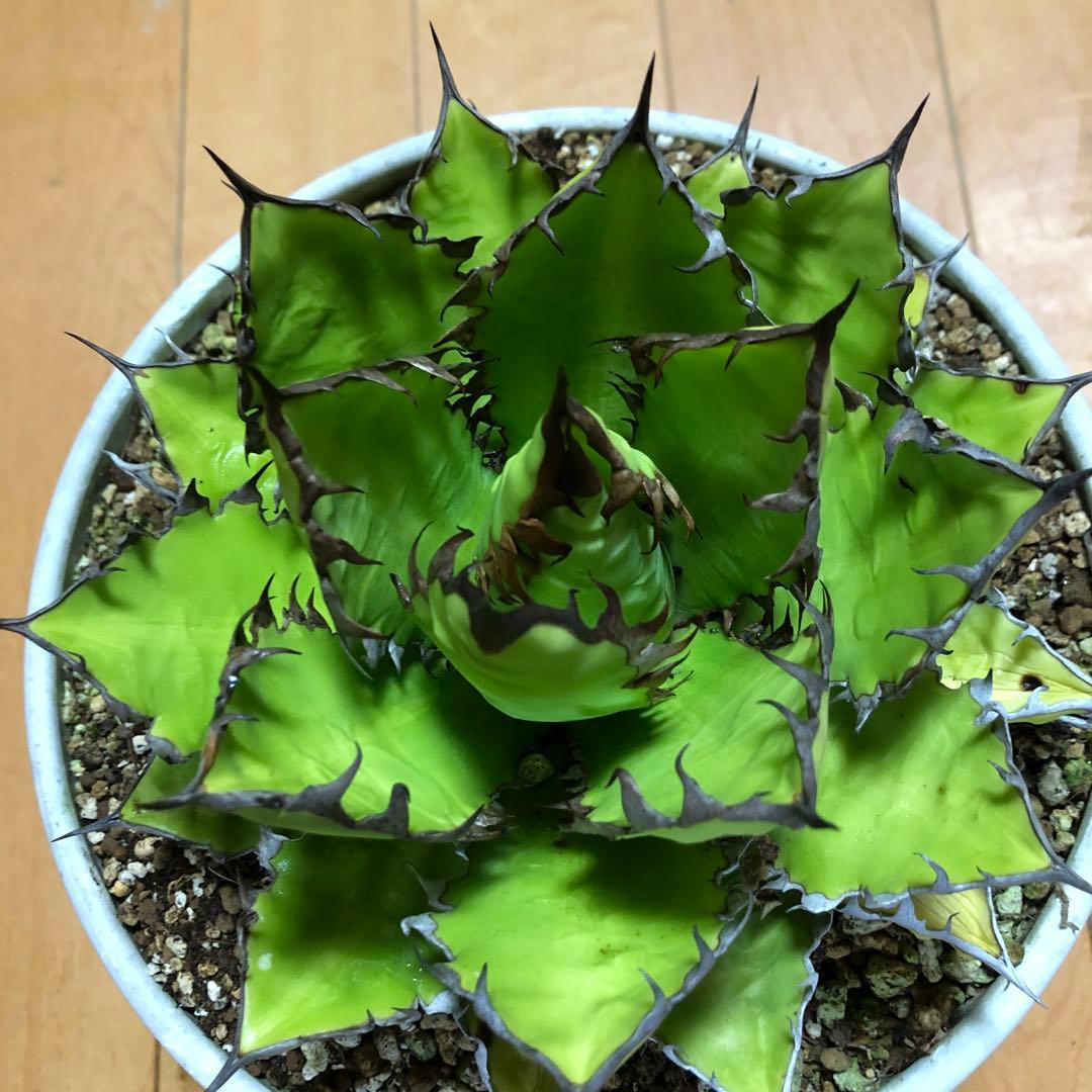 アガベ ホリダ19-20cm‼️子株二つ付き‼️おすすめ‼️