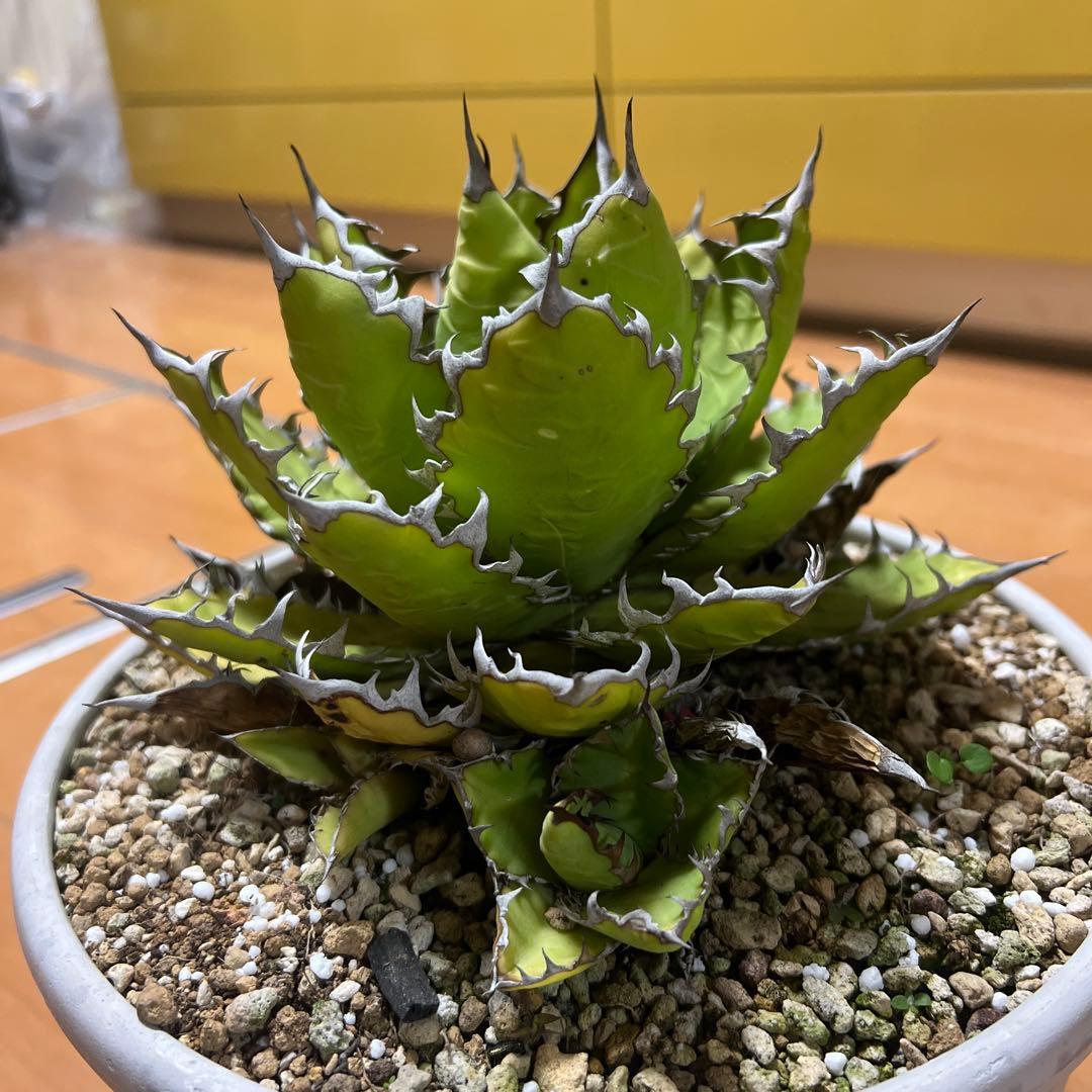 アガベ ホリダ19-20cm‼️子株二つ付き‼️おすすめ‼️