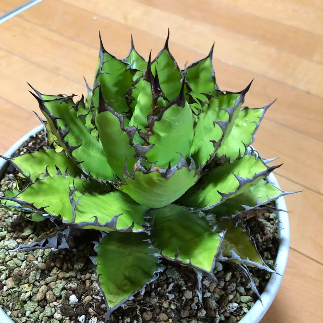 アガベ ホリダ19-20cm‼️子株二つ付き‼️おすすめ‼️