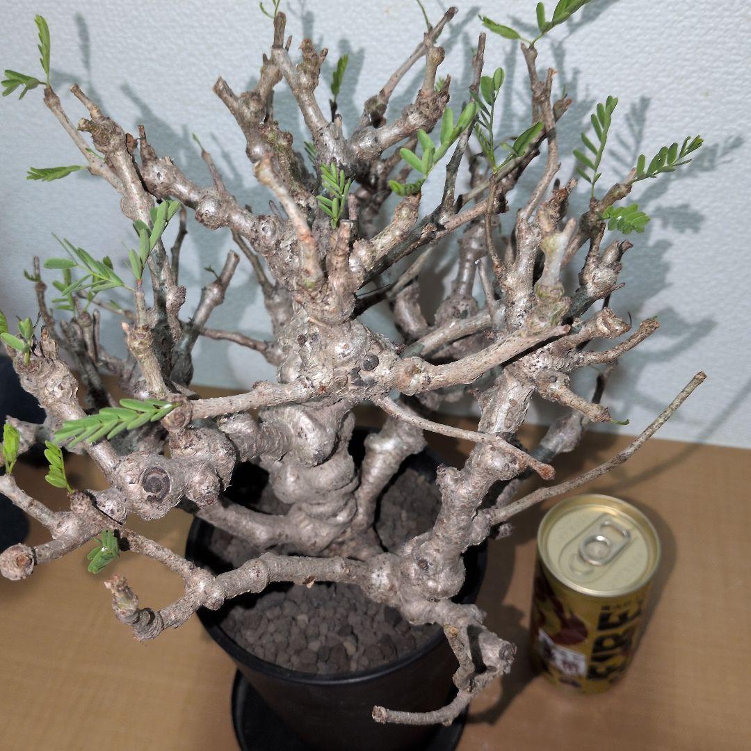 センナ　メリディオナリス　実生株 大株　ボコボコ肌良型タイプ（鉢付き)