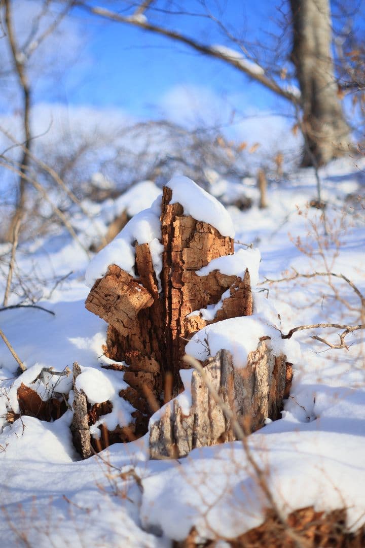 Super-Takumar 55mm F1.8 後期型 S/N：2094122