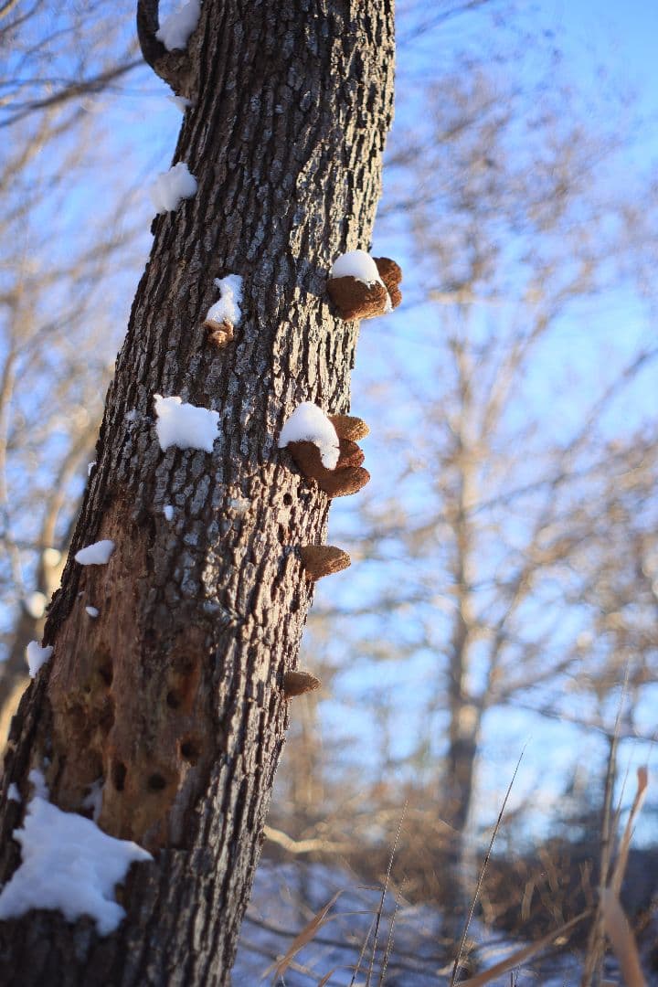 Super-Takumar 55mm F1.8 後期型 S/N：2094122