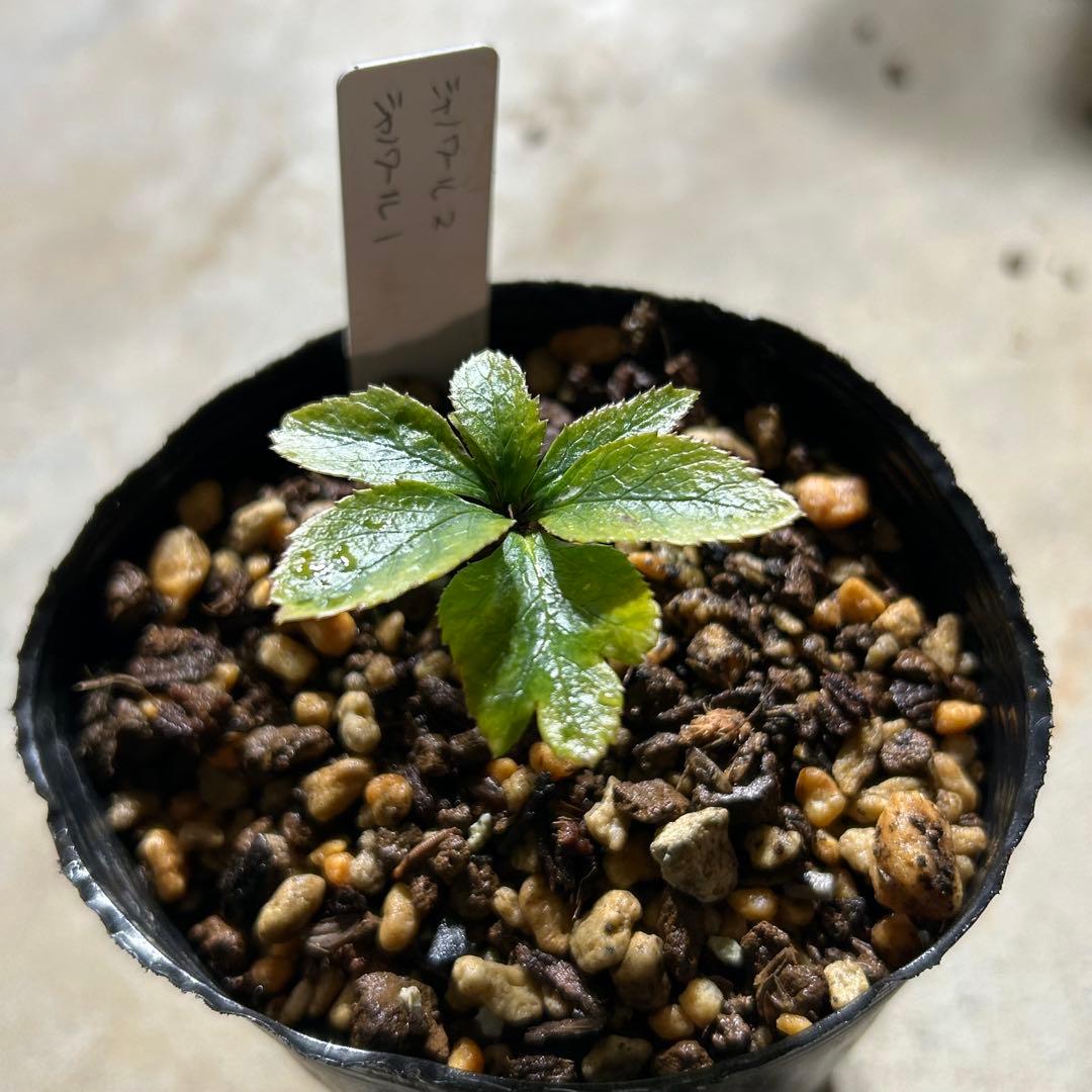 花菜「歳末セール」クリスマスローズ 小苗 SDホワイト×段咲ピンク