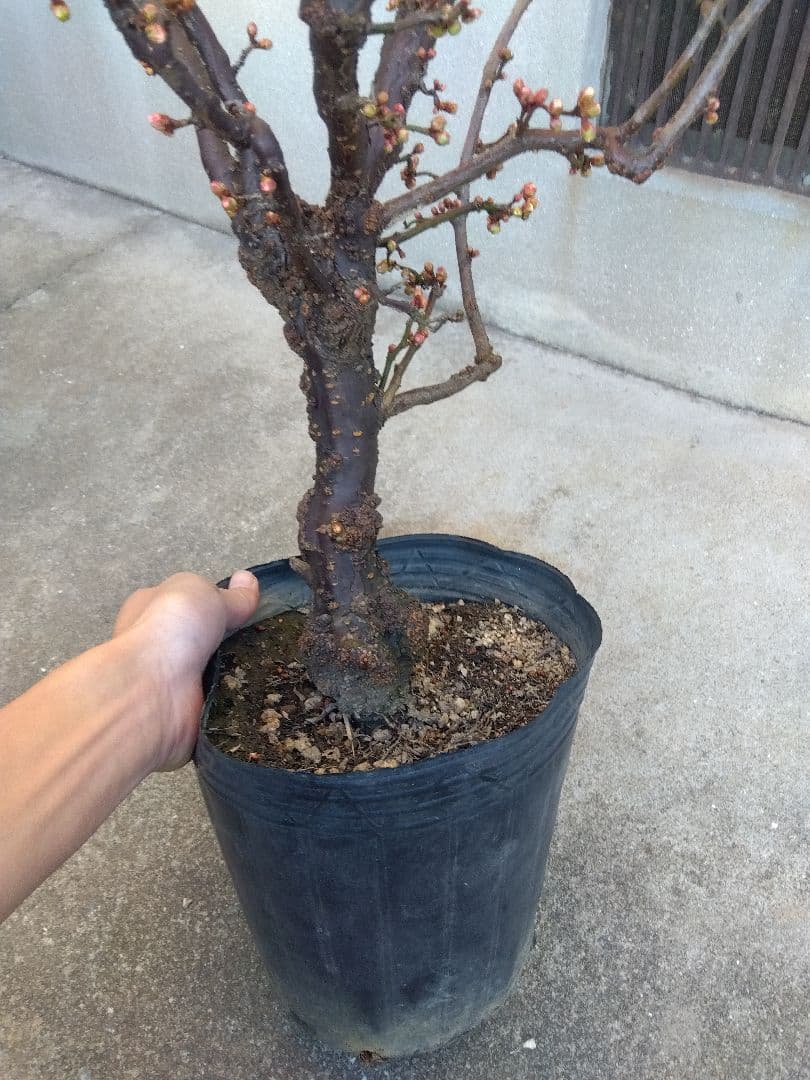 雲龍梅　古木　白花　７号ポットつき　特大❗　③