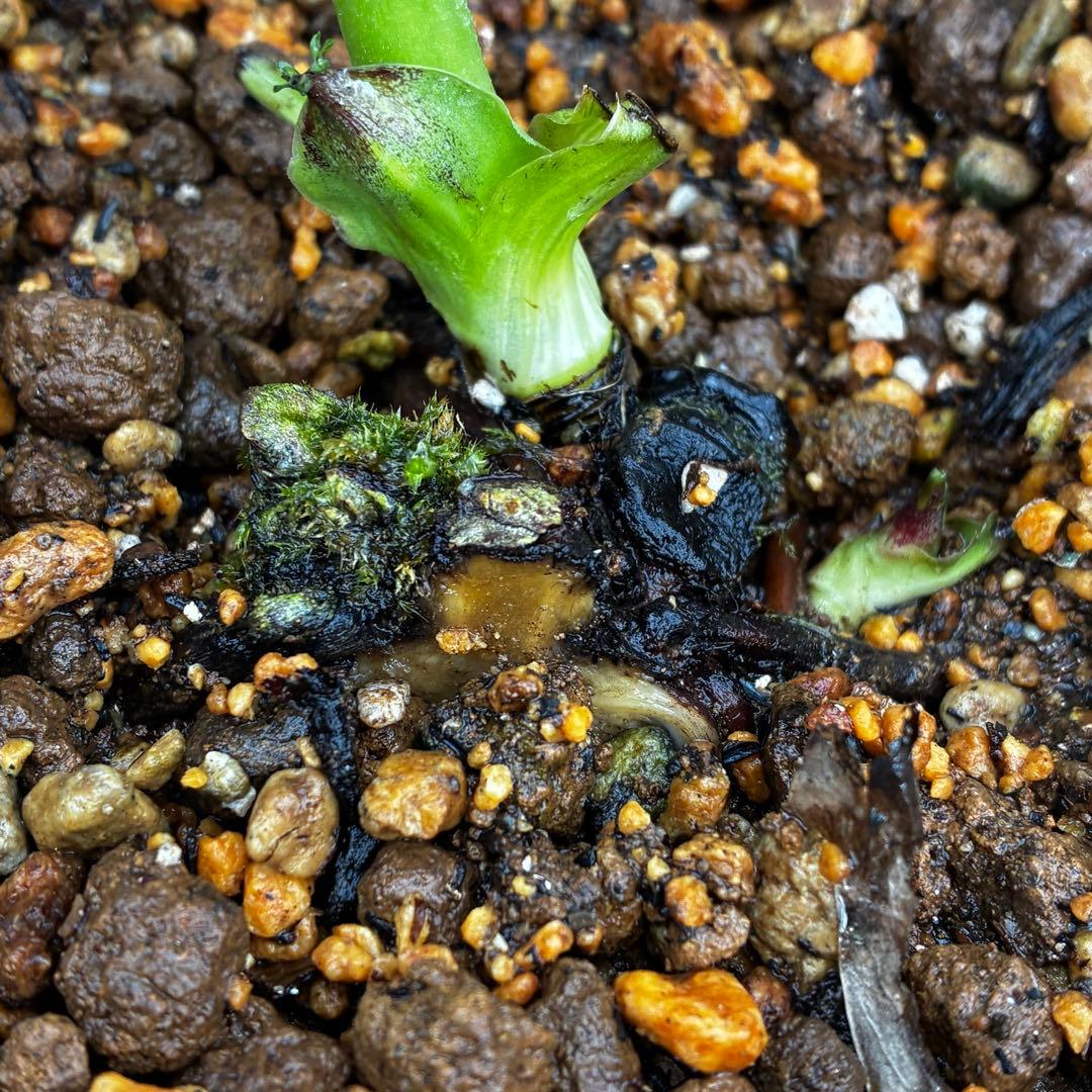 ま*こ様 3554☘️ラスト2☘️蕾花付☘️親株☘️特大7号⭐️黒タグ付(入手時