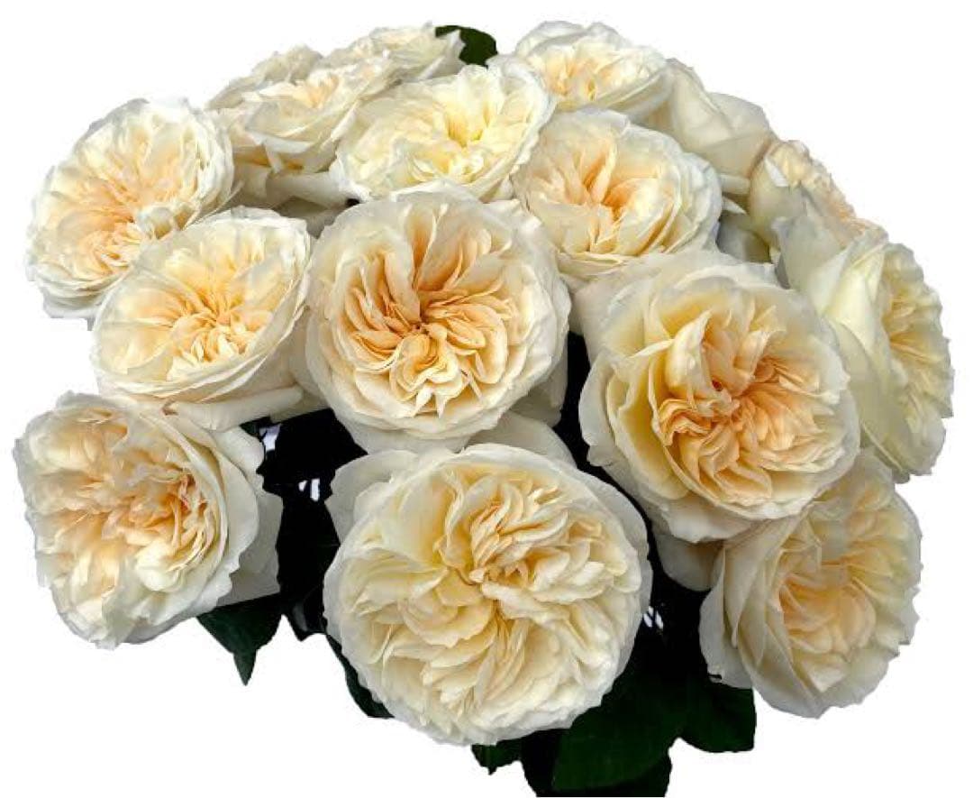 バラ苗　切りバラ苗. B♡ssie