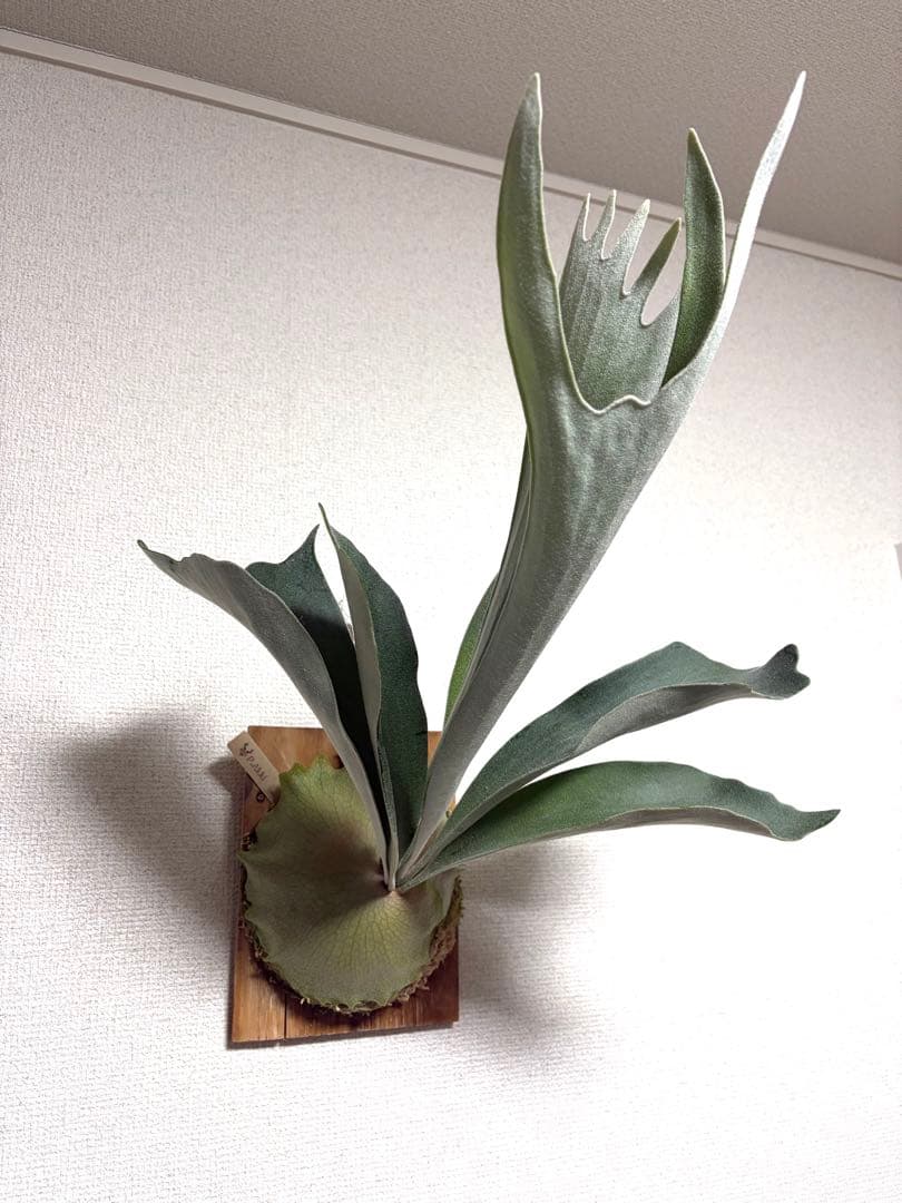 ビカクシダ P.Akki