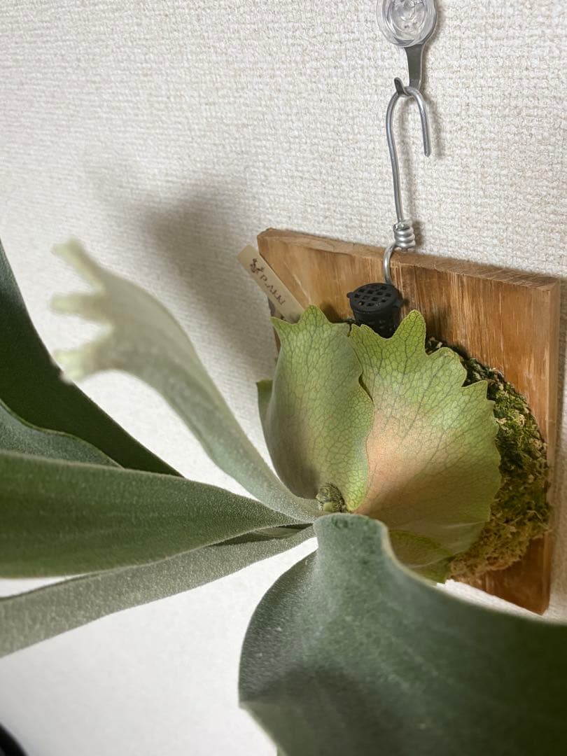 ビカクシダ P.Akki