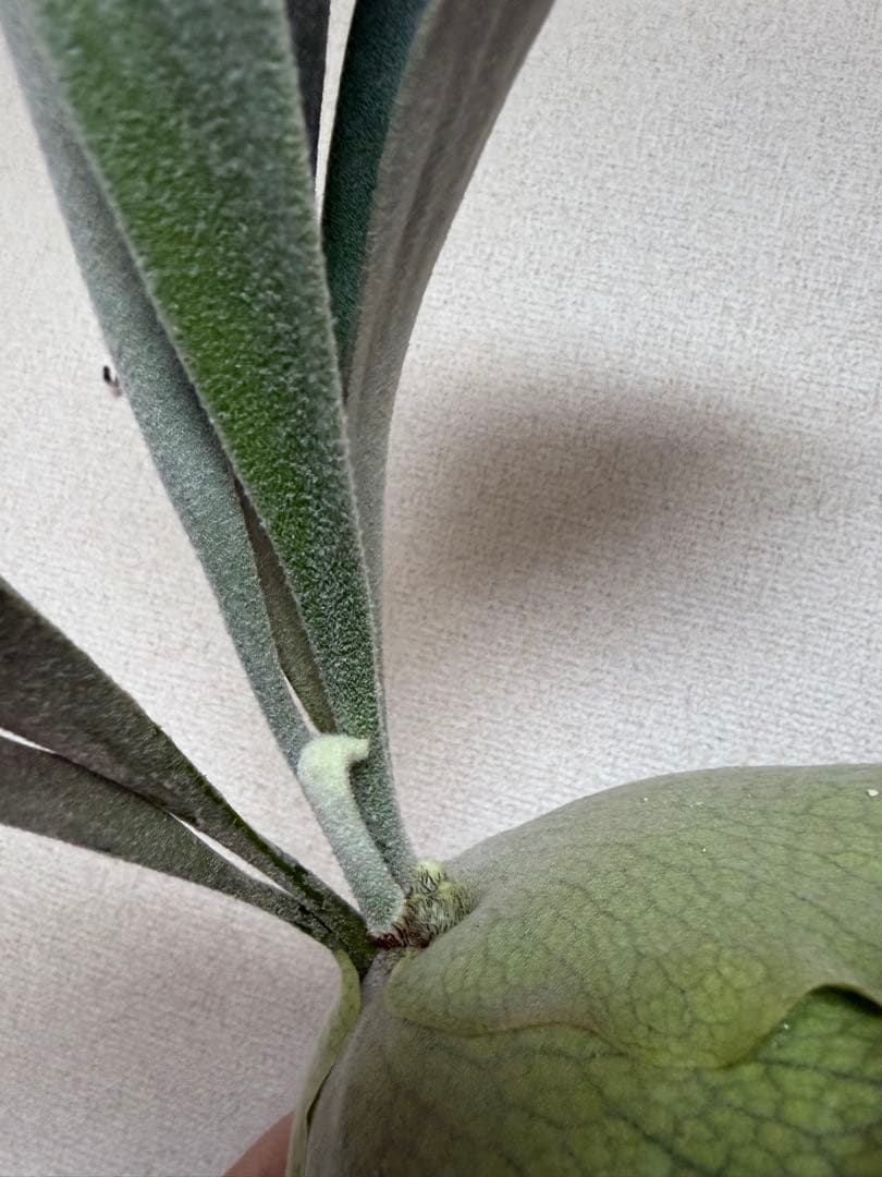 ビカクシダ P.Akki