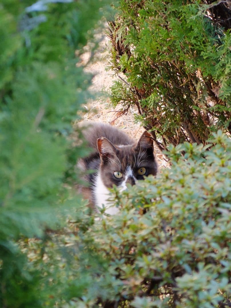 【美品】富士フイルム fujifilm x20