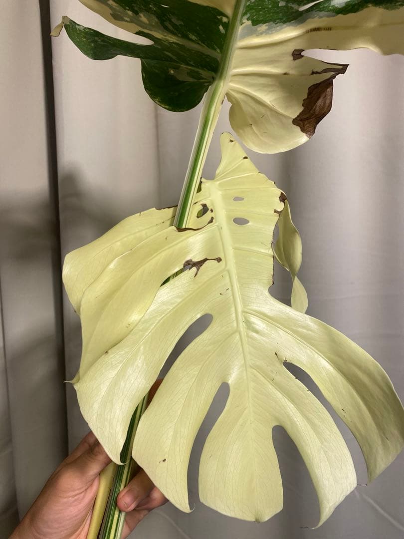 b*r様 Monstera deliciosa 'White Tears'白斑