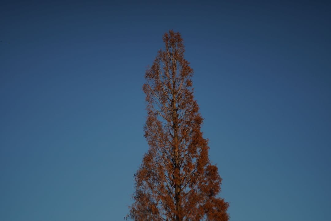 レンズ(単焦点) 061_Carl Zeiss Jena Tessar 80/2.8 T