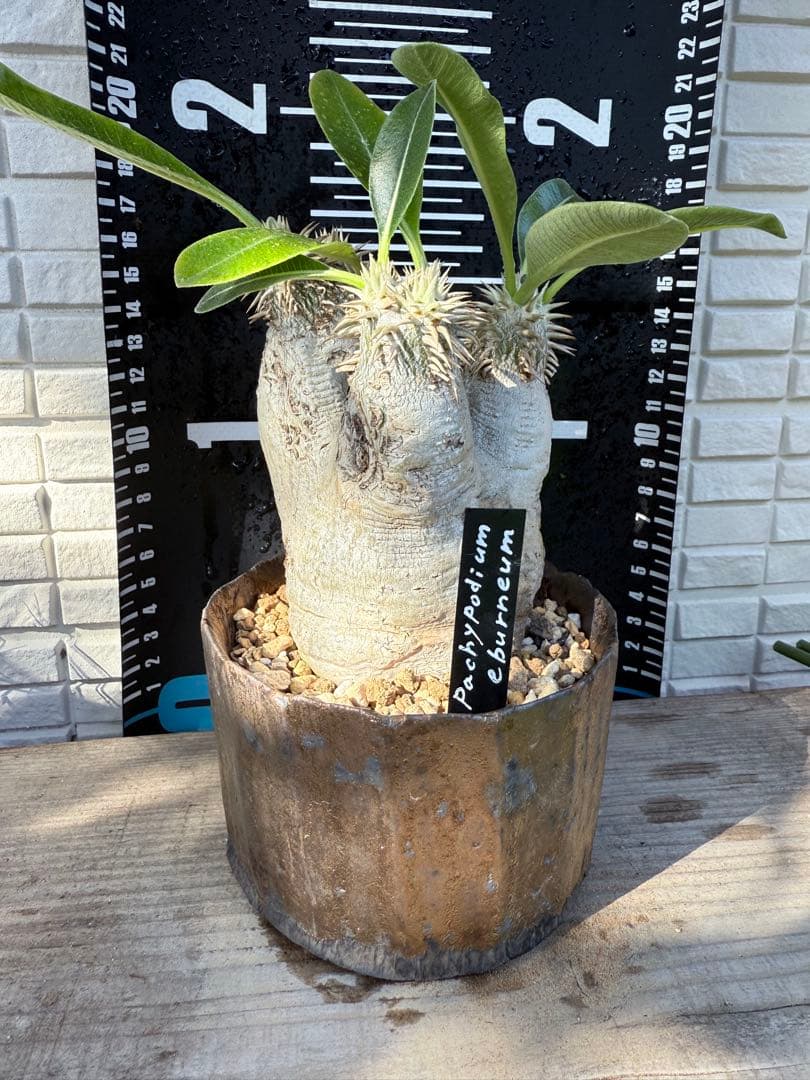 25/8/9出品 パキポディウムエブレネウム(現地球)雷土(鉢込み)