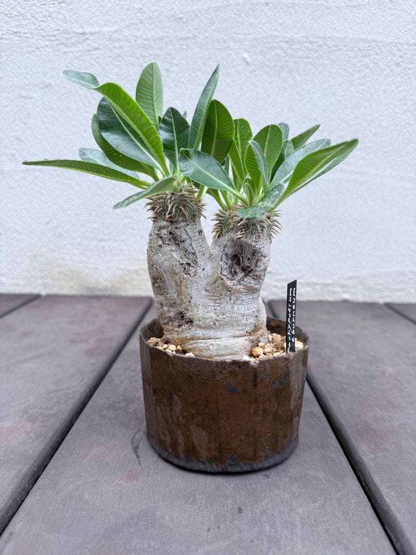 25/8/9出品 パキポディウムエブレネウム(現地球)雷土(鉢込み)