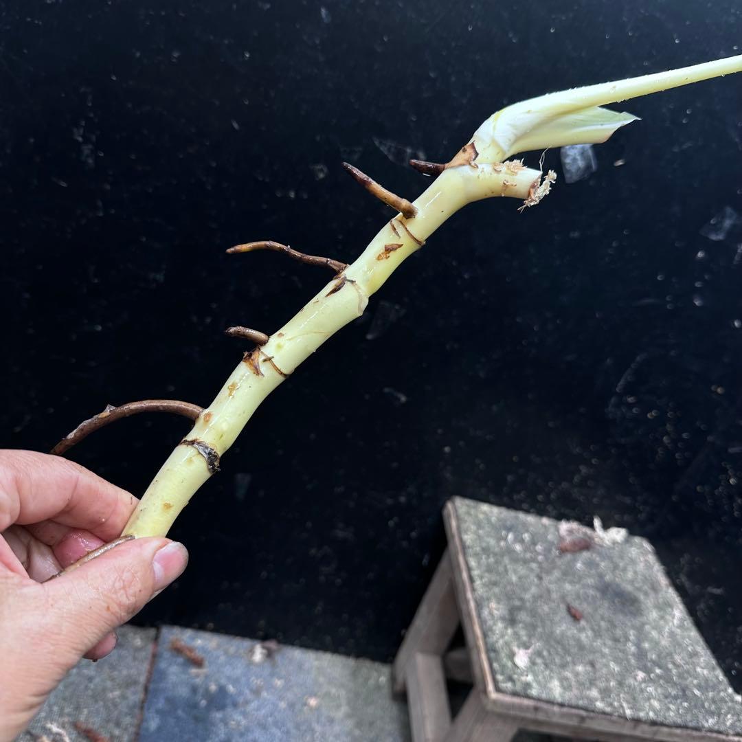 a*a様 斑入りモンステラホワイトタイガー茎7株おまとめ