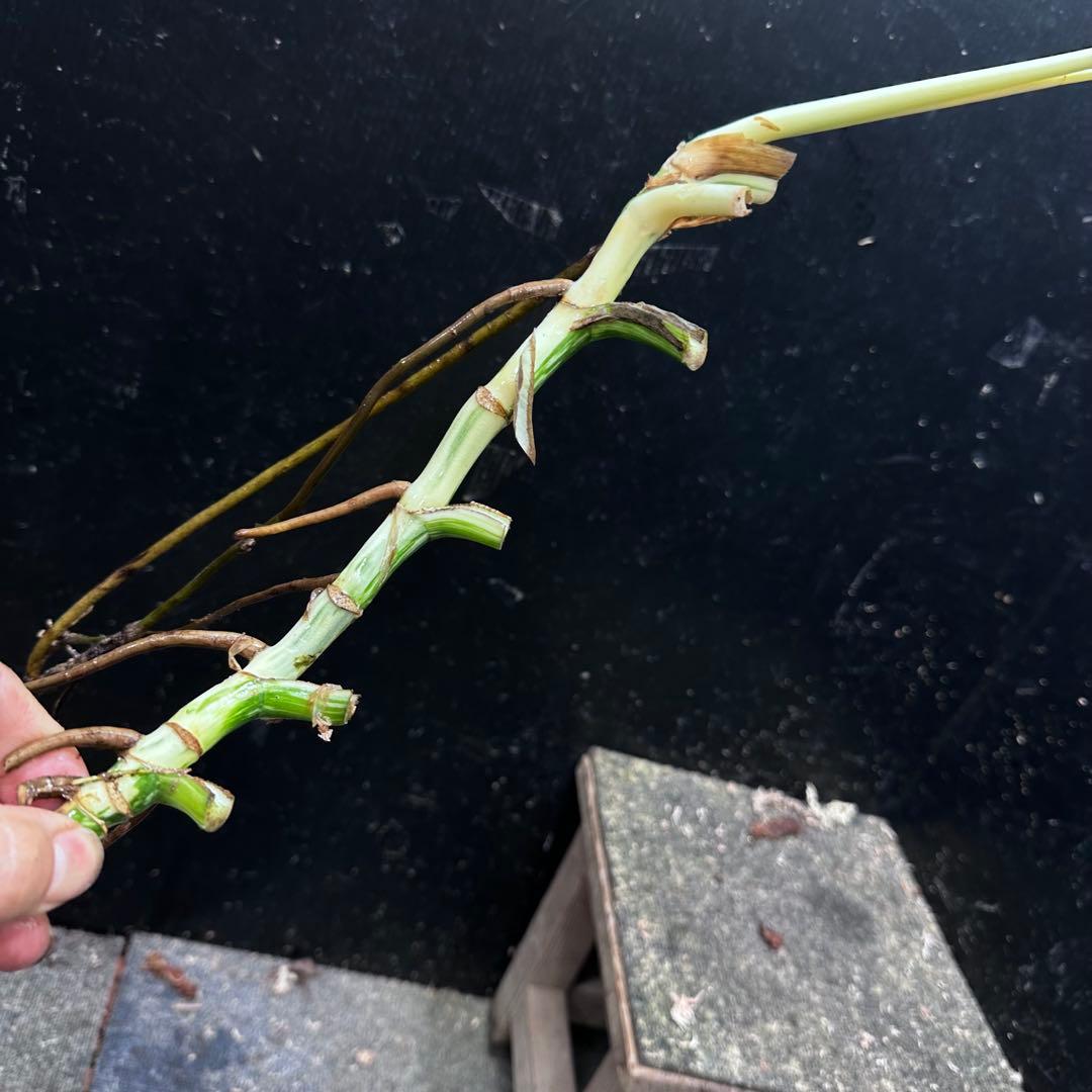 a*a様 斑入りモンステラホワイトタイガー茎7株おまとめ