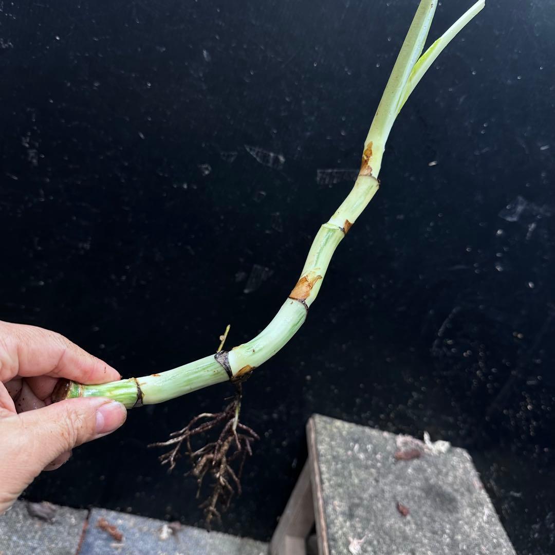 a*a様 斑入りモンステラホワイトタイガー茎7株おまとめ