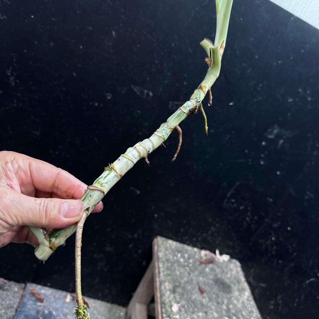 a*a様 斑入りモンステラホワイトタイガー茎7株おまとめ