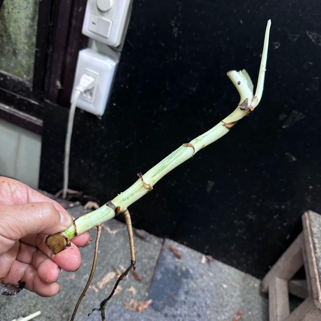 a*a様 斑入りモンステラホワイトタイガー茎7株おまとめ