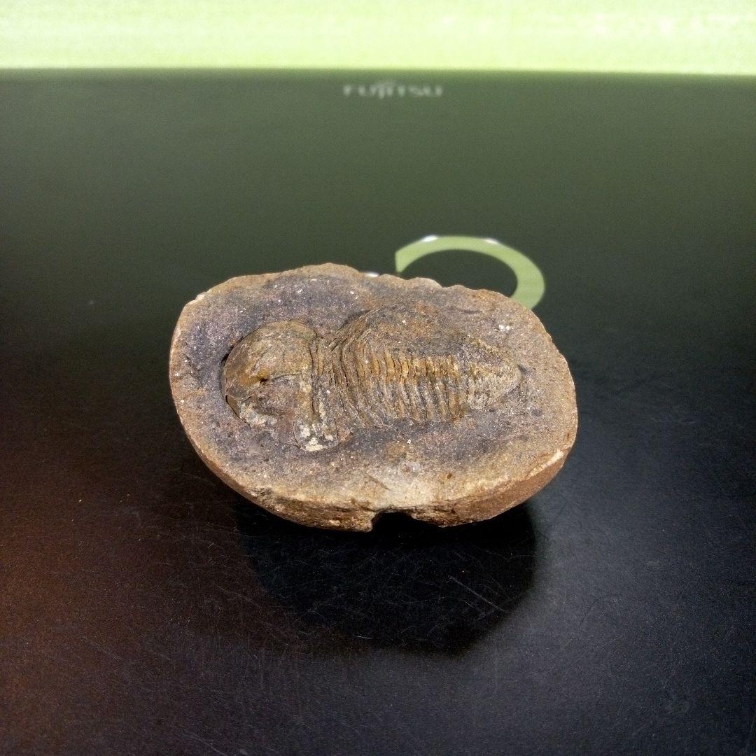 三葉虫　化石　fossil　ボリビア産　trilobite　三葉虫判別③