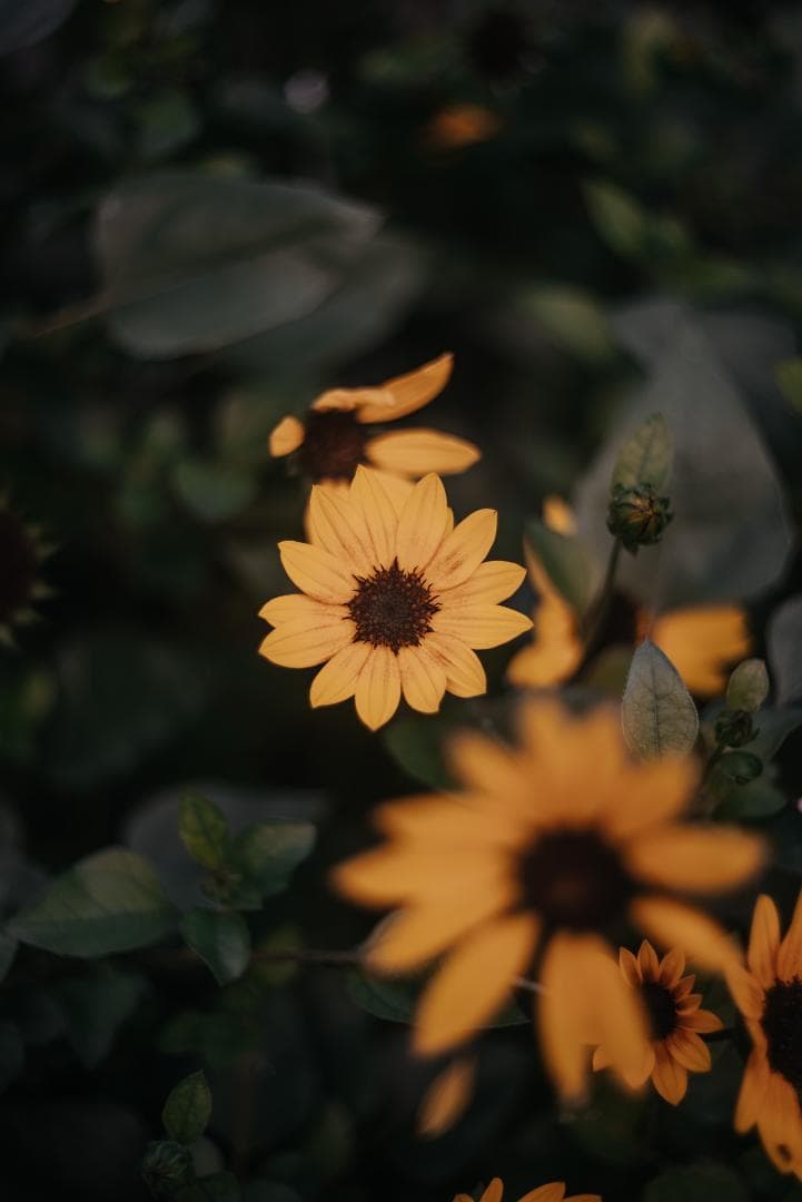 虹の出る癖玉！Leica Summar 50mm f2 オールドレンズ