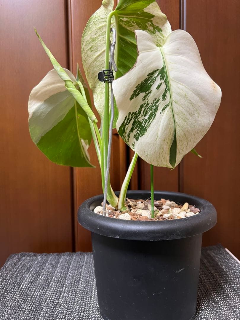 斑入りモンステラデリショーサミント