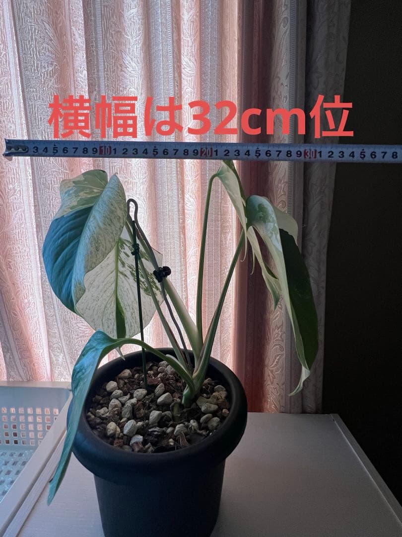 斑入りモンステラデリショーサミント