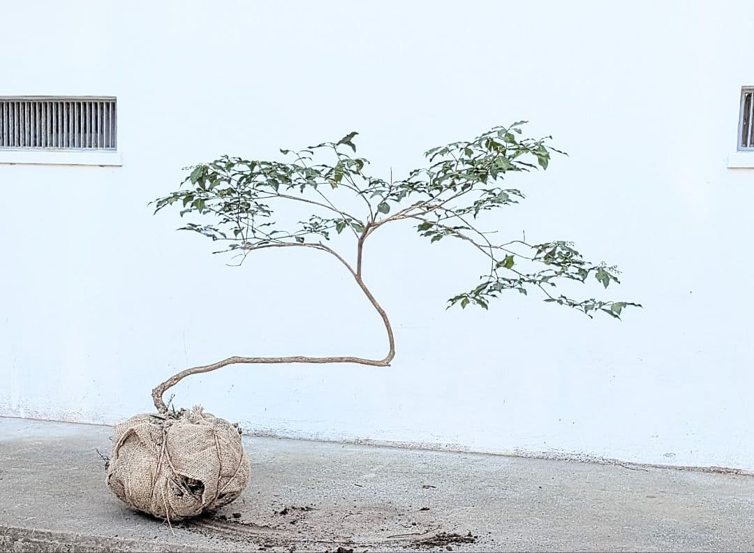 雲海。。山採りアセビ。