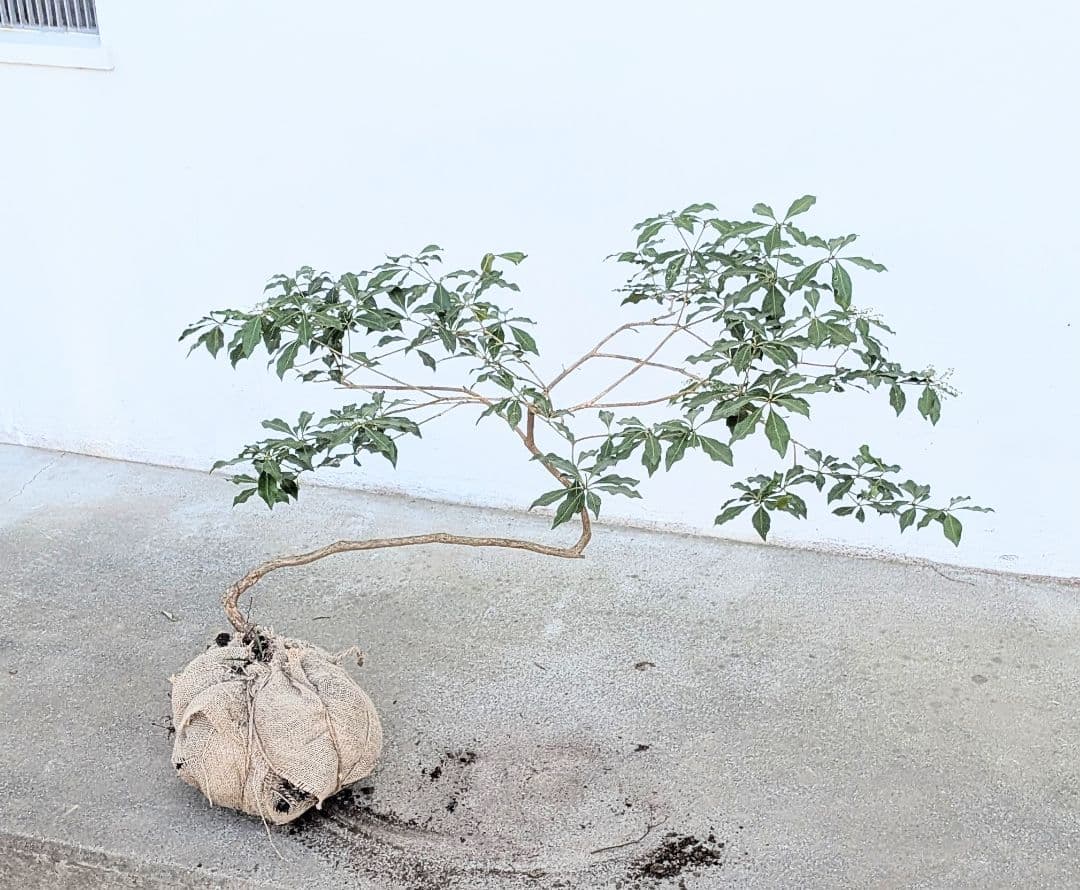 雲海。。山採りアセビ。