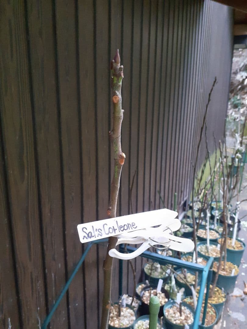 【専用】イチジク 穂木