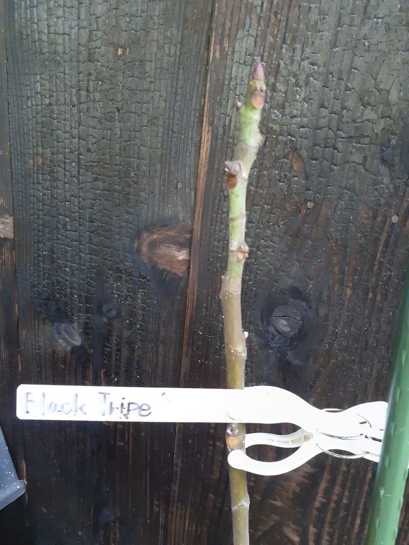 【専用】イチジク 穂木