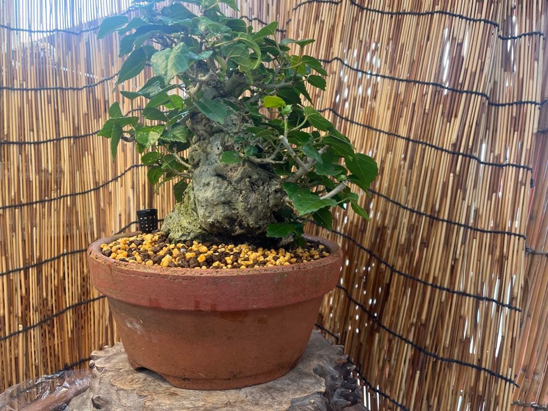 ✨✨✨オキナワオオハマボウ【◎良品素材】検/ユウナ/ハート葉happy♪