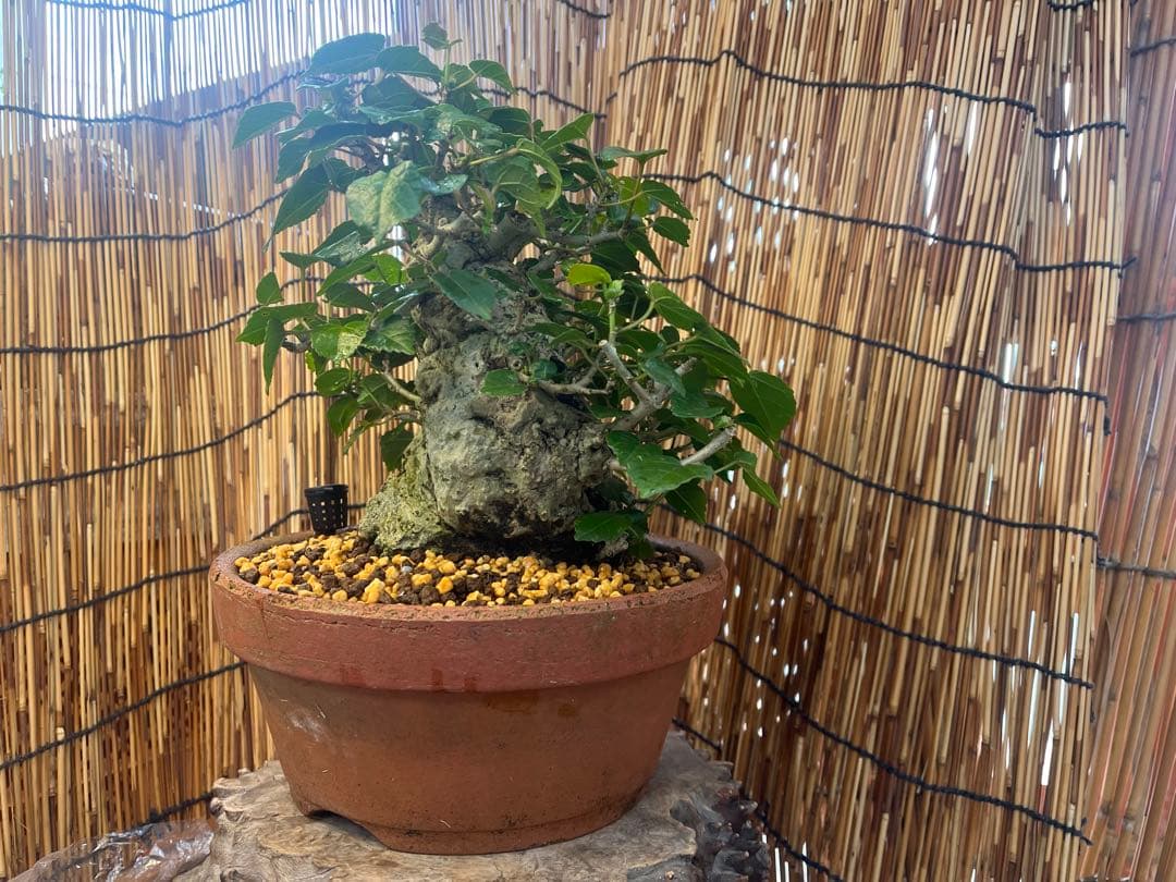 ✨✨✨オキナワオオハマボウ【◎良品素材】検/ユウナ/ハート葉happy♪