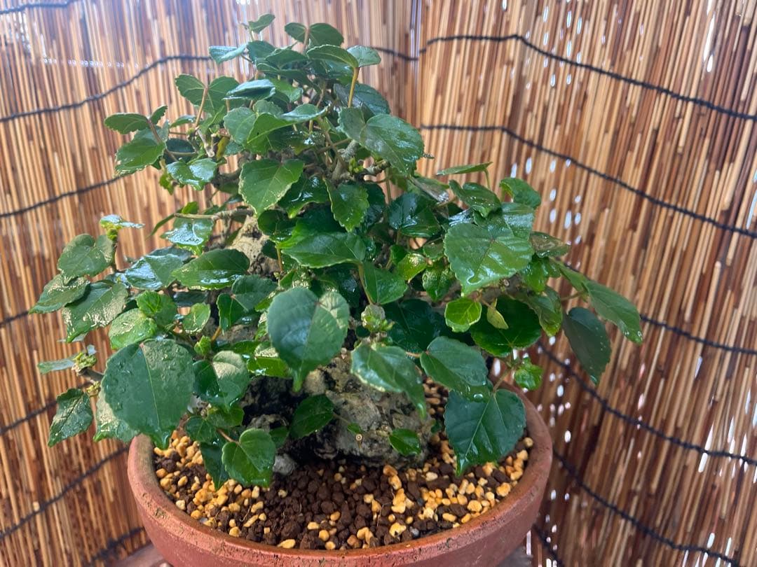 ✨✨✨オキナワオオハマボウ【◎良品素材】検/ユウナ/ハート葉happy♪