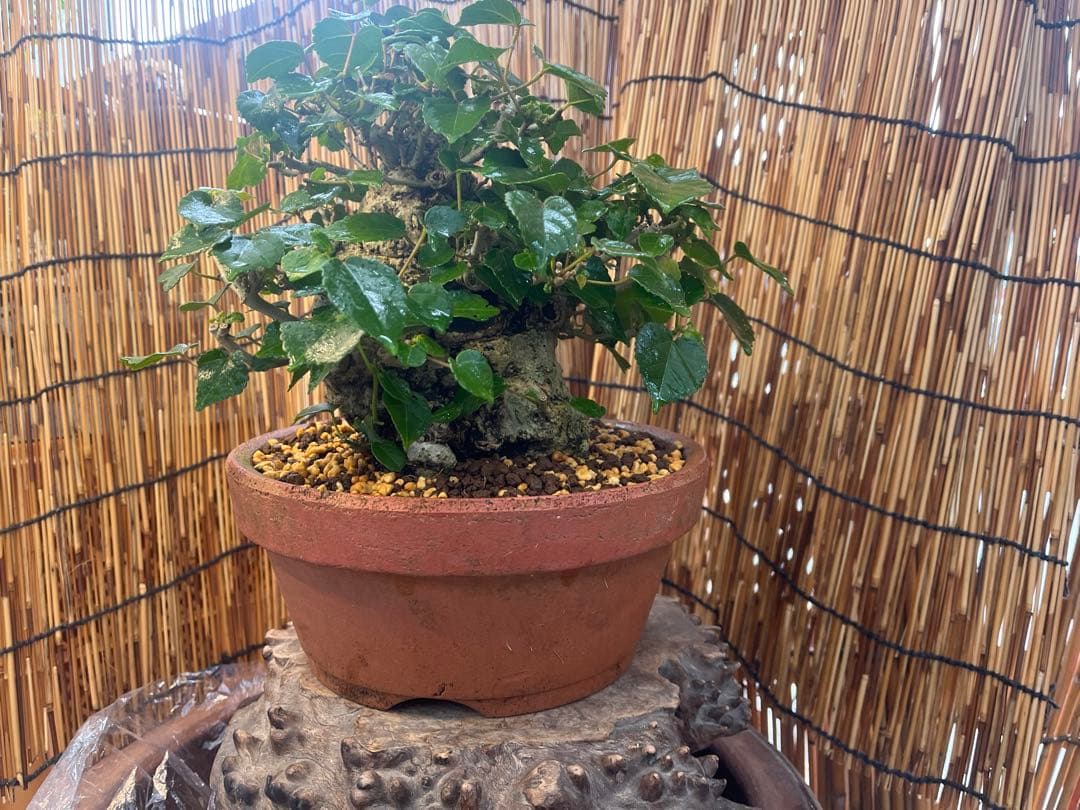 ✨✨✨オキナワオオハマボウ【◎良品素材】検/ユウナ/ハート葉happy♪