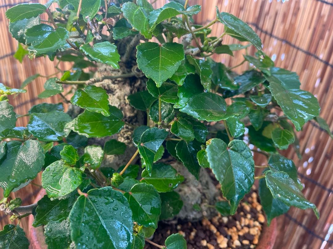 ✨✨✨オキナワオオハマボウ【◎良品素材】検/ユウナ/ハート葉happy♪