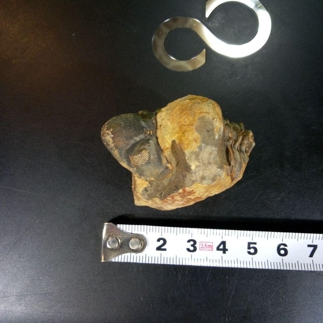 三葉虫　化石　fossil　ボリビア　trilobite　海生動物　三葉虫識別①