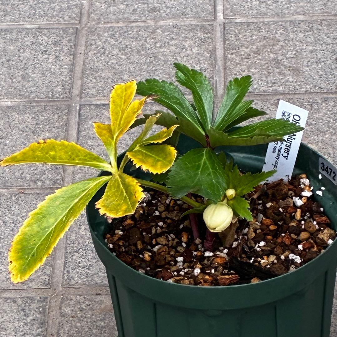 b*o様 3472☘️蕾タグ付☘️SD⭐️マリエ⭐️超小〜小輪カップ⭐️オーレア