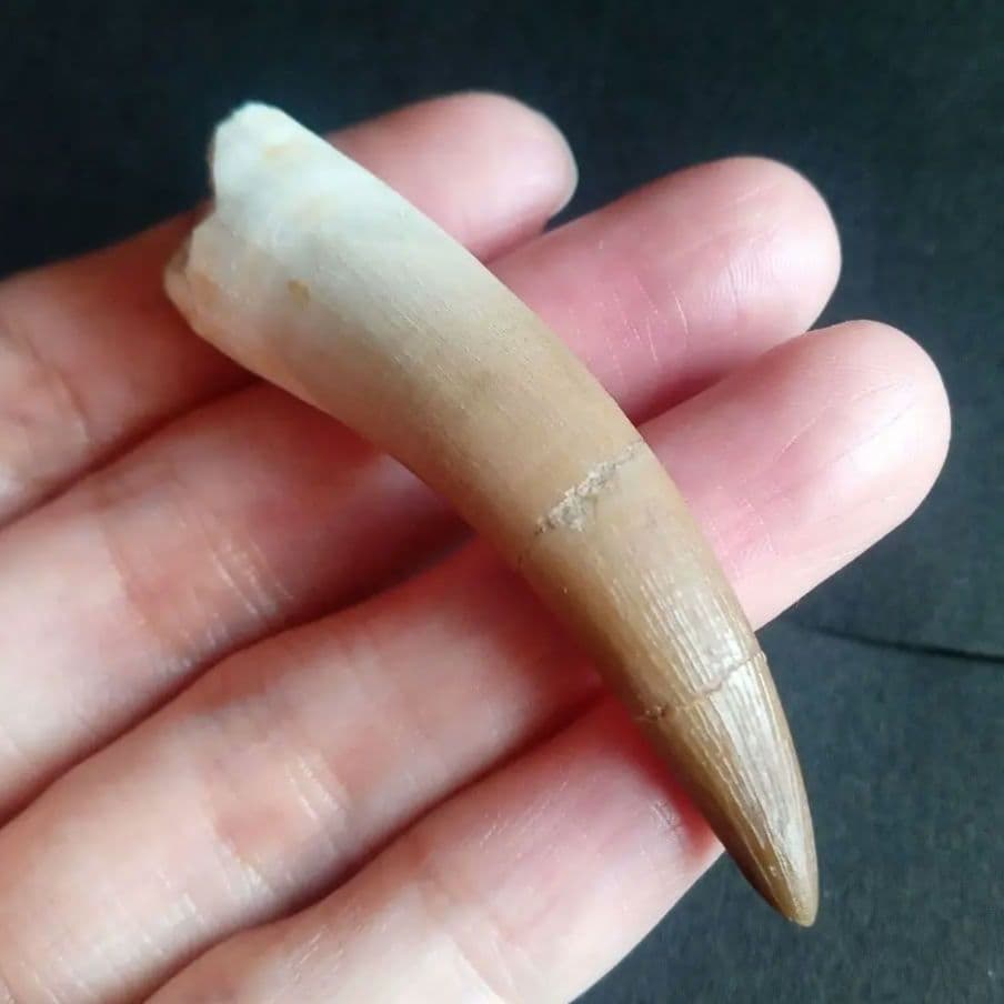 首長竜　プレシオサウルス　歯化石　特大