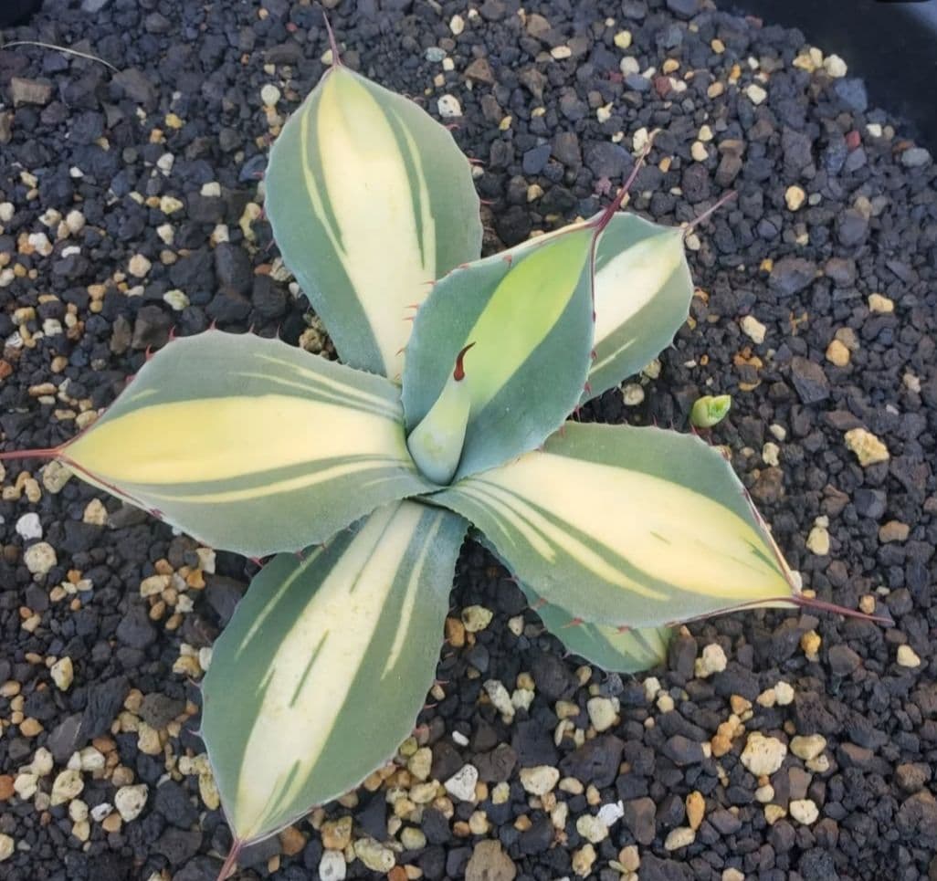 negi-mu　アガベ　パリー　トランカータ　中斑　子株