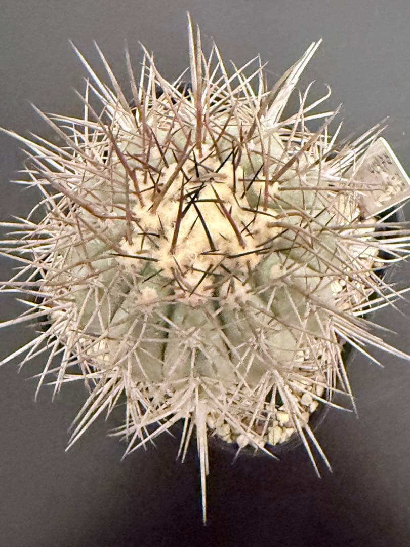 コピアポアカルデラナ 実生