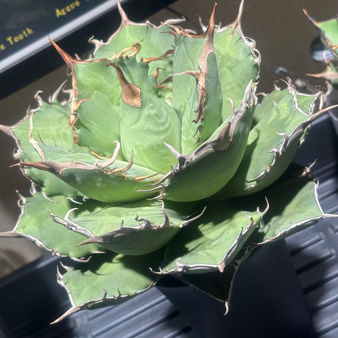 特出！アガベチタノタ毒液（極上株）超S級良形狂棘superヴェノム激レア大株