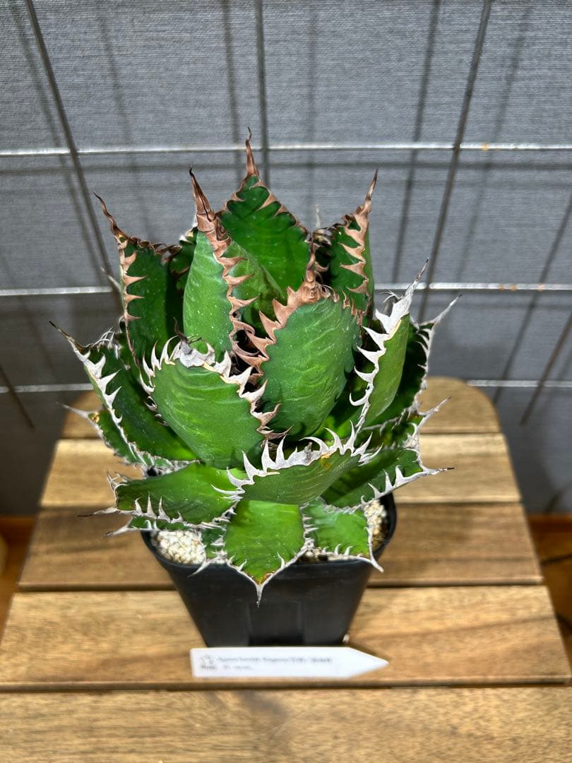 Agave horrida Kagerou【59】
