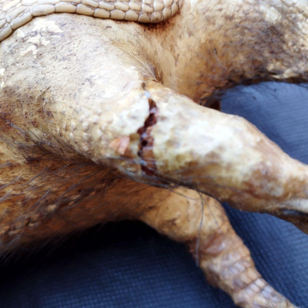 アルマジロ　剥製