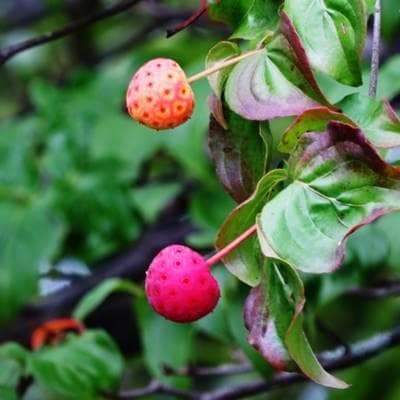 《現品》山法師(ヤマボウシ)株立ち　樹高1.6ｍ（根鉢含まず）18【苗木/植木】