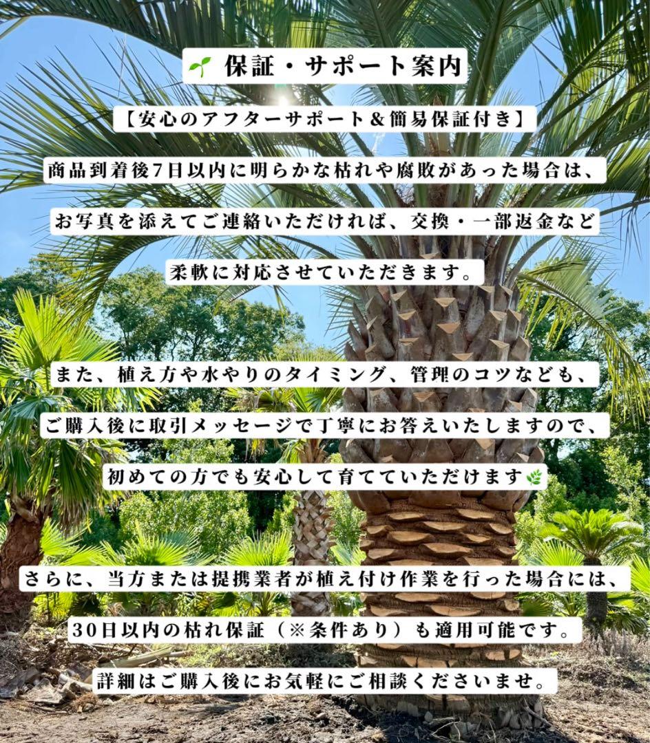 ココスヤシシルバーリーフ【極太】葉先200cm幹回り110cm 幹高50cm
