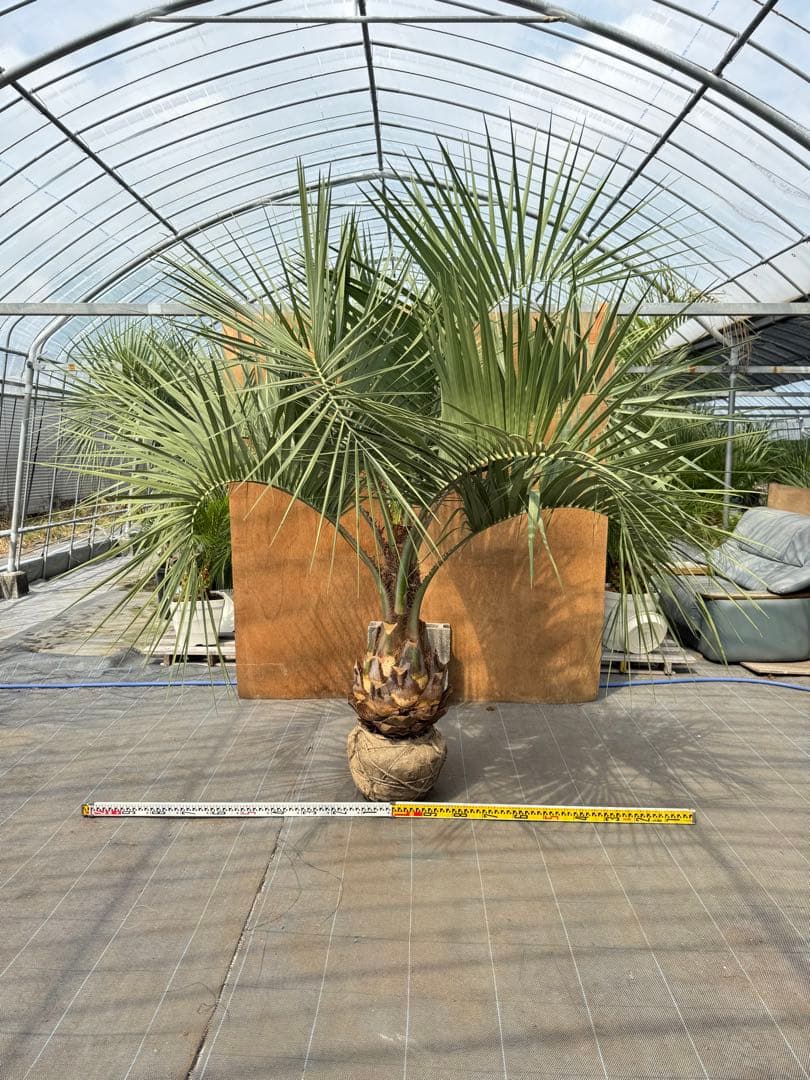ココスヤシシルバーリーフ【極太】葉先200cm幹回り110cm 幹高50cm