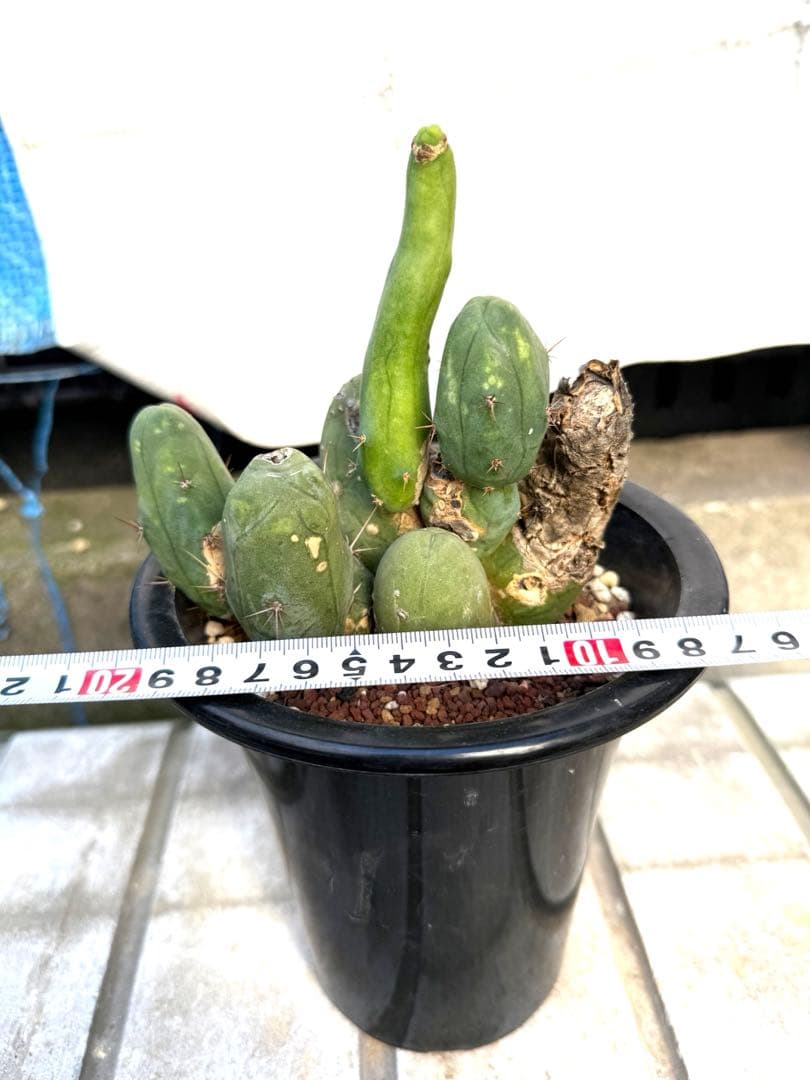 ❣️サボテン 成程柱 レア❣️